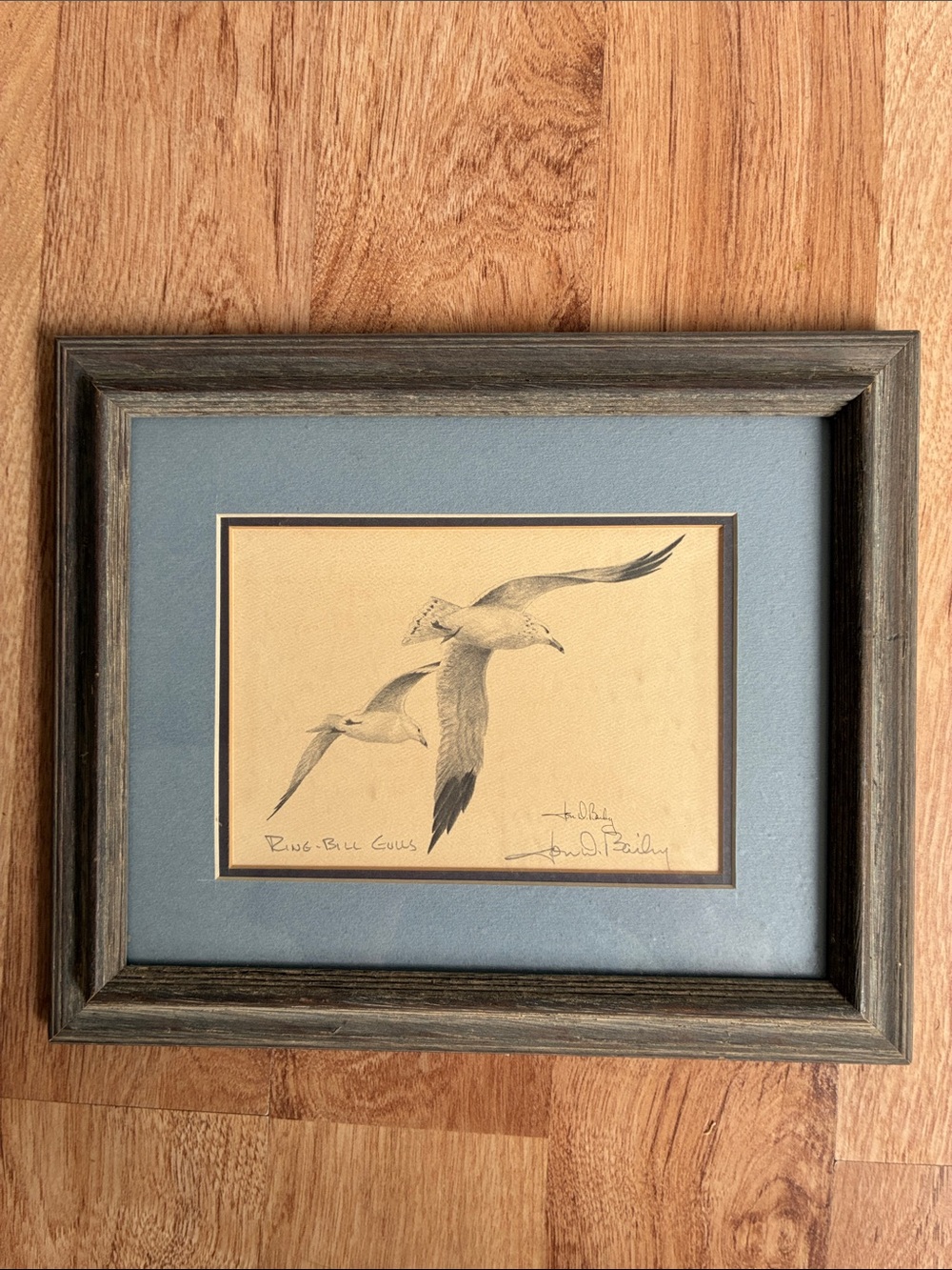 Jon D Bailey Ring Bill Gulls Framed Wall Art